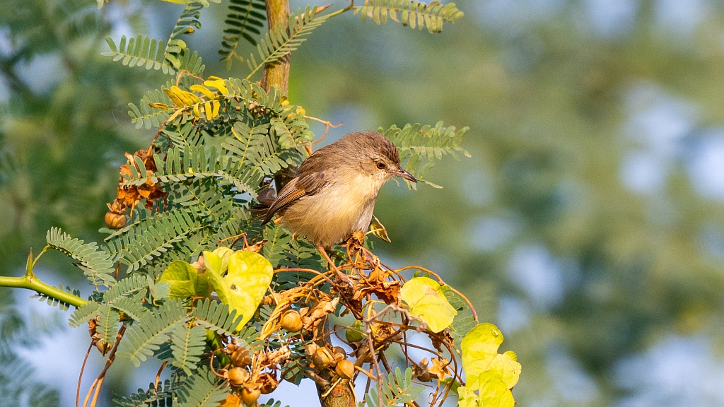 Plain Prinia